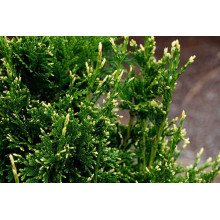 Туя складчаста Кан-Кан | Туя складчатая Кан-Кан | Thuja plicata Can-Can