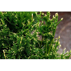 Туя складчаста Кан-Кан | Туя складчатая Кан-Кан | Thuja plicata Can-Can