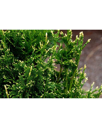 Туя складчаста Кан-Кан | Туя складчатая Кан-Кан | Thuja plicata Can-Can