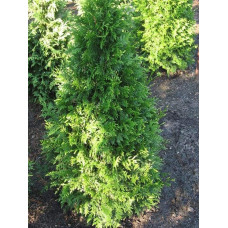 Туя складчаста Кан-Кан | Туя складчатая Кан-Кан | Thuja plicata Can-Can
