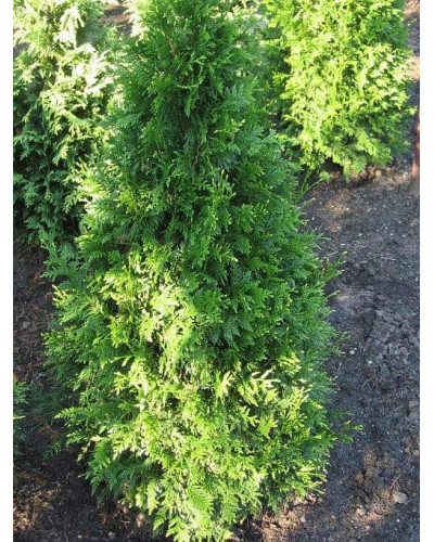 Туя складчаста Кан-Кан | Туя складчатая Кан-Кан | Thuja plicata Can-Can