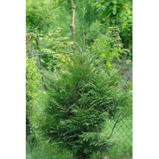 Туя складчаста Кан-Кан | Туя складчатая Кан-Кан | Thuja plicata Can-Can