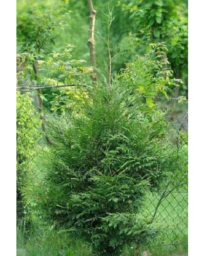 Туя складчаста Кан-Кан | Туя складчатая Кан-Кан | Thuja plicata Can-Can
