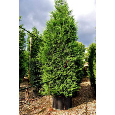 Туя складчаста Ексцелса | Туя складчатая Эксцелса | Thuja plicata Excelsa