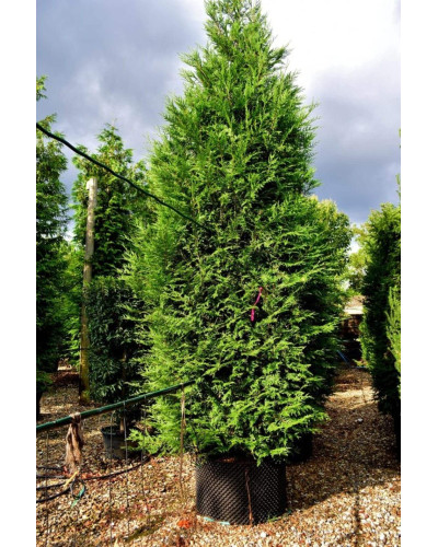 Туя складчаста Ексцелса | Туя складчатая Эксцелса | Thuja plicata Excelsa