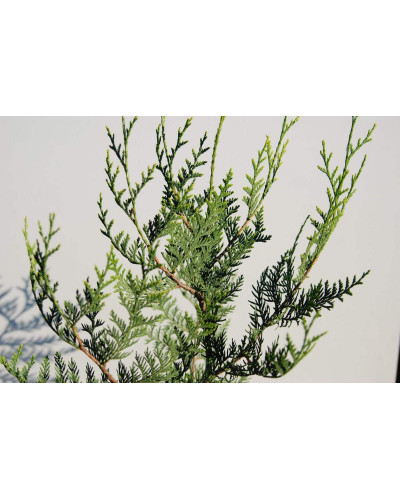Туя складчаста Ексцелса | Туя складчатая Эксцелса | Thuja plicata Excelsa