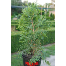 Туя складчаста Ексцелса | Туя складчатая Эксцелса | Thuja plicata Excelsa
