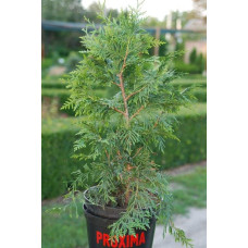 Туя складчаста Ексцелса | Туя складчатая Эксцелса | Thuja plicata Excelsa