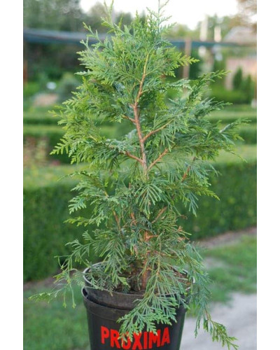 Туя складчаста Ексцелса | Туя складчатая Эксцелса | Thuja plicata Excelsa