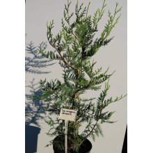 Туя складчаста Ексцелса | Туя складчатая Эксцелса | Thuja plicata Excelsa