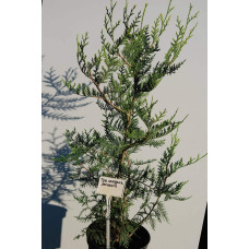 Туя складчаста Ексцелса | Туя складчатая Эксцелса | Thuja plicata Excelsa
