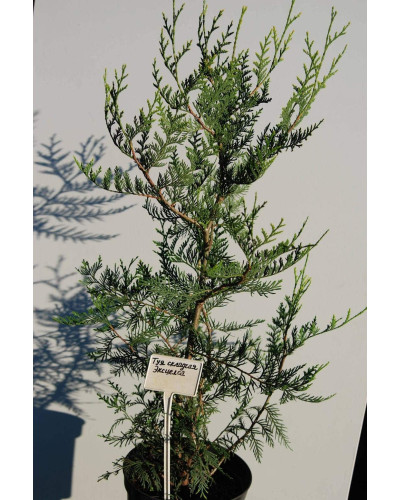 Туя складчаста Ексцелса | Туя складчатая Эксцелса | Thuja plicata Excelsa