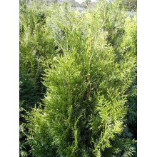 Туя складчаста Ексцелса | Туя складчатая Эксцелса | Thuja plicata Excelsa
