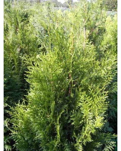 Туя складчаста Ексцелса | Туя складчатая Эксцелса | Thuja plicata Excelsa