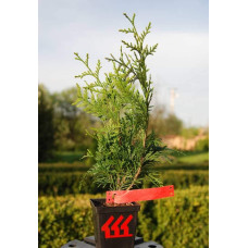 Туя складчаста Ексцелса | Туя складчатая Эксцелса | Thuja plicata Excelsa