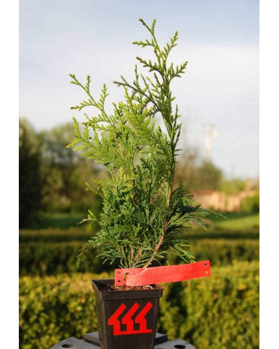 Туя складчаста Ексцелса | Туя складчатая Эксцелса | Thuja plicata Excelsa