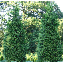 Туя складчаста Ексцелса | Туя складчатая Эксцелса | Thuja plicata Excelsa