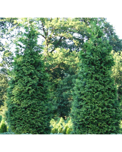 Туя складчаста Ексцелса | Туя складчатая Эксцелса | Thuja plicata Excelsa