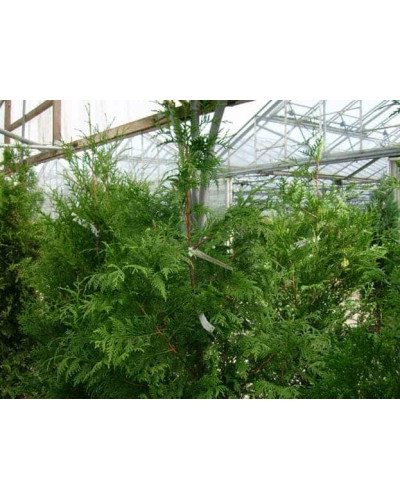 Туя складчаста Ексцелса | Туя складчатая Эксцелса | Thuja plicata Excelsa
