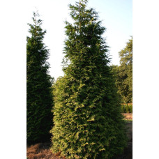 Туя складчаста Ексцелса | Туя складчатая Эксцелса | Thuja plicata Excelsa