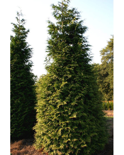 Туя складчаста Ексцелса | Туя складчатая Эксцелса | Thuja plicata Excelsa