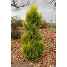 Туя складчаста Данієлов ® | Туя складчатая Даниелов ® | Thuja plicata Daniellow ®