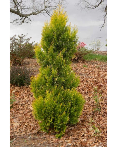 Туя складчаста Данієлов ® | Туя складчатая Даниелов ® | Thuja plicata Daniellow ®