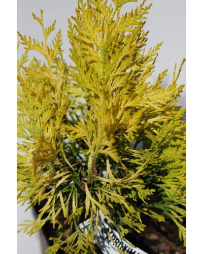 Туя складчаста Данієлов ® | Туя складчатая Даниелов ® | Thuja plicata Daniellow ®