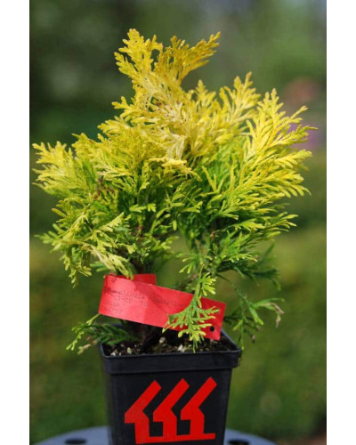 Туя складчаста Данієлов ® | Туя складчатая Даниелов ® | Thuja plicata Daniellow ®
