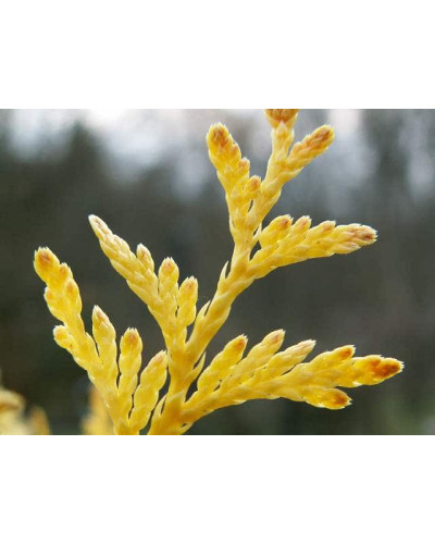 Туя складчаста Данієлов ® | Туя складчатая Даниелов ® | Thuja plicata Daniellow ®