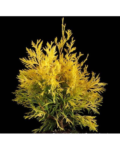 Туя складчаста Данієлов ® | Туя складчатая Даниелов ® | Thuja plicata Daniellow ®