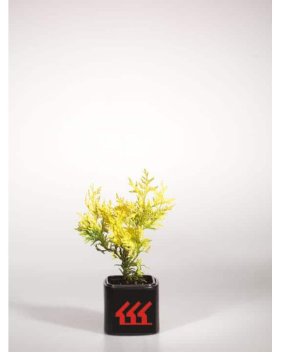 Туя складчаста Данієлов ® | Туя складчатая Даниелов ® | Thuja plicata Daniellow ®