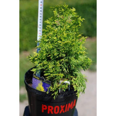 Туя складчаста Данієлов ® | Туя складчатая Даниелов ® | Thuja plicata Daniellow ®