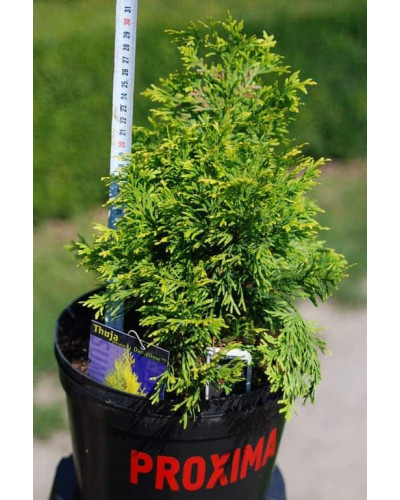 Туя складчаста Данієлов ® | Туя складчатая Даниелов ® | Thuja plicata Daniellow ®