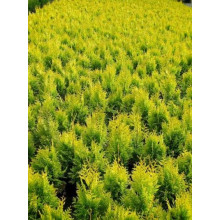 Туя складчаста Данієлов ® | Туя складчатая Даниелов ® | Thuja plicata Daniellow ®