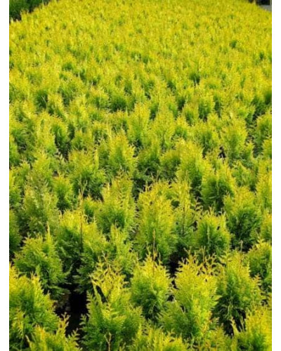 Туя складчаста Данієлов ® | Туя складчатая Даниелов ® | Thuja plicata Daniellow ®