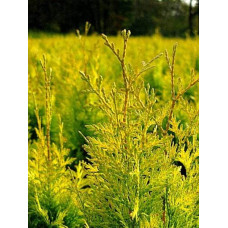 Туя складчаста Данієлов ® | Туя складчатая Даниелов ® | Thuja plicata Daniellow ®