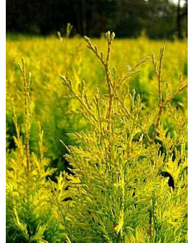 Туя складчаста Данієлов ® | Туя складчатая Даниелов ® | Thuja plicata Daniellow ®