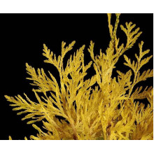 Туя складчаста Данієлов ® | Туя складчатая Даниелов ® | Thuja plicata Daniellow ®