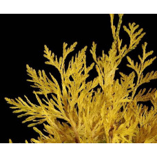 Туя складчаста Данієлов ® | Туя складчатая Даниелов ® | Thuja plicata Daniellow ®