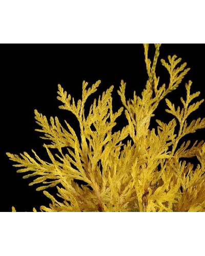 Туя складчаста Данієлов ® | Туя складчатая Даниелов ® | Thuja plicata Daniellow ®