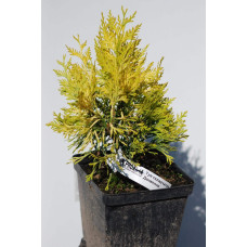 Туя складчаста Данієлов ® | Туя складчатая Даниелов ® | Thuja plicata Daniellow ®