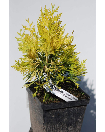 Туя складчаста Данієлов ® | Туя складчатая Даниелов ® | Thuja plicata Daniellow ®