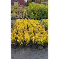 Туя складчаста Данієлов ® | Туя складчатая Даниелов ® | Thuja plicata Daniellow ®
