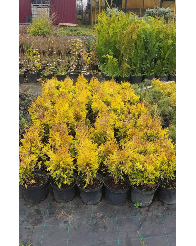 Туя складчаста Данієлов ® | Туя складчатая Даниелов ® | Thuja plicata Daniellow ®