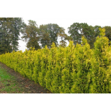 Туя складчаста Данієлов ® | Туя складчатая Даниелов ® | Thuja plicata Daniellow ®