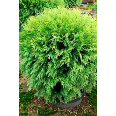 Туя західна Хосері | Туя западная Хосери | Thuja occidentalis Hoseri