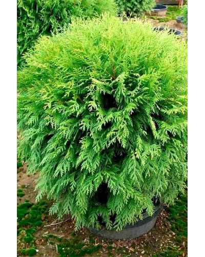 Туя західна Хосері | Туя западная Хосери | Thuja occidentalis Hoseri