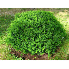 Туя західна Хосері | Туя западная Хосери | Thuja occidentalis Hoseri