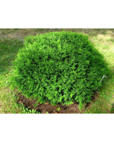 Туя західна Хосері | Туя западная Хосери | Thuja occidentalis Hoseri